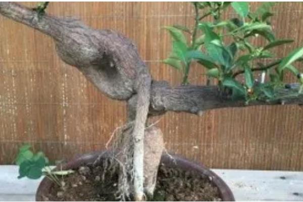 金豆下山桩怎么种植，涂抹生根粉可加快生根速度