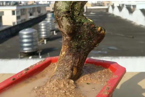 金豆下山桩怎么种植，涂抹生根粉可加快生根速度