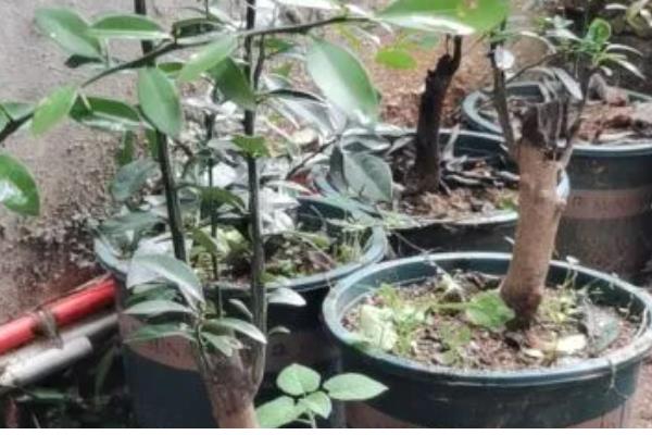 金豆下山桩怎么种植，涂抹生根粉可加快生根速度