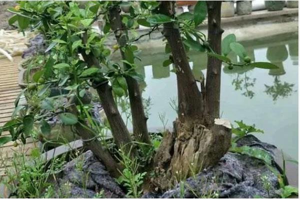 金豆下山桩怎么种植，涂抹生根粉可加快生根速度