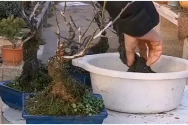 梅花怎么养殖,开花后每隔4-5周追肥一次