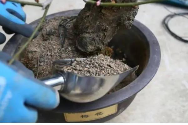 梅花怎么养殖,开花后每隔4-5周追肥一次