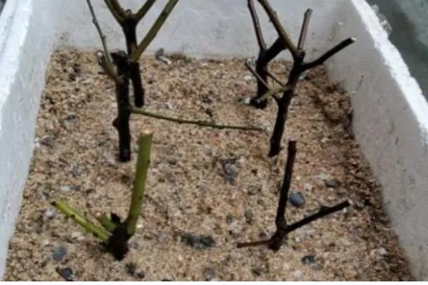 梅花怎么养殖,开花后每隔4-5周追肥一次