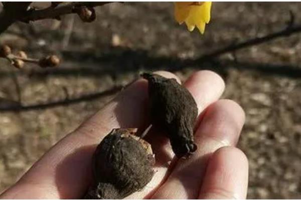 梅花怎么养殖,开花后每隔4-5周追肥一次