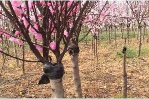 梅花怎么养殖,开花后每隔4-5周追肥一次