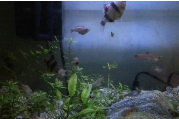 为什么鱼缸里的鱼一直浮出水面,因为缸内的氧气不足