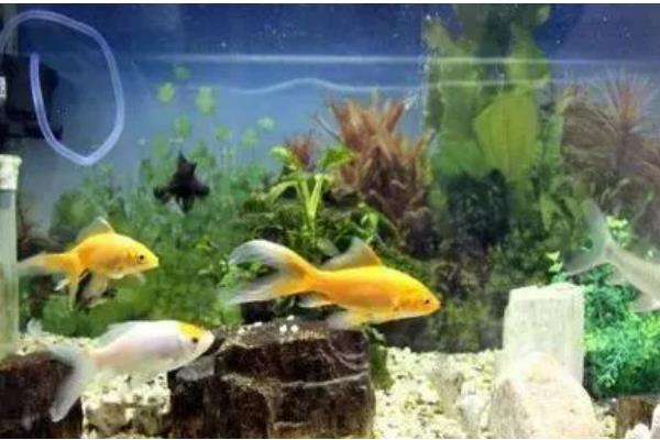 为什么鱼缸里的鱼一直浮出水面,因为缸内的氧气不足