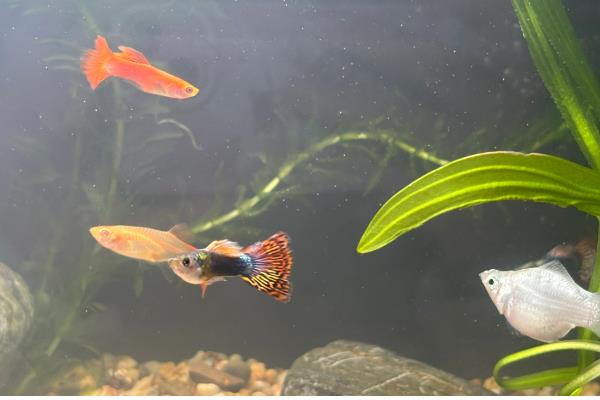 为什么鱼缸里的鱼一直浮出水面,因为缸内的氧气不足