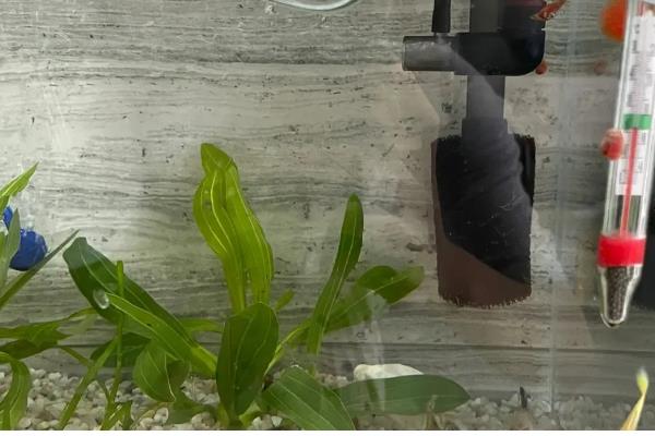 为什么鱼缸里的鱼一直浮出水面,因为缸内的氧气不足