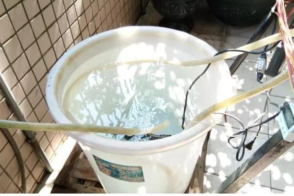 为什么鱼缸里的鱼一直浮出水面,因为缸内的氧气不足