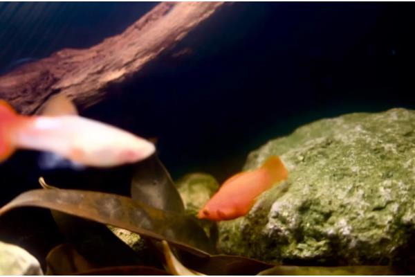 为什么鱼缸里的鱼一直浮出水面,因为缸内的氧气不足