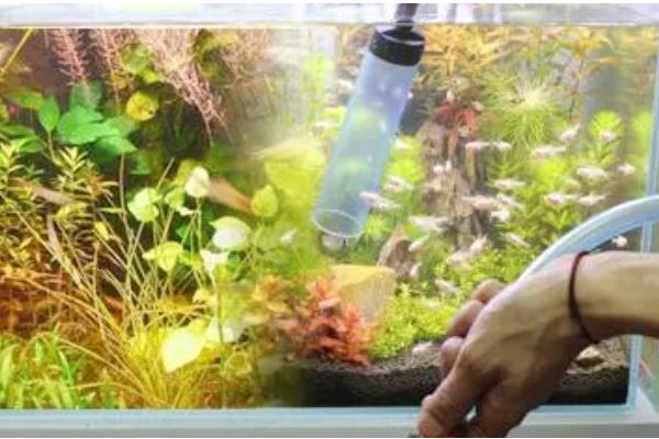 为什么鱼缸里的鱼一直浮出水面,因为缸内的氧气不足