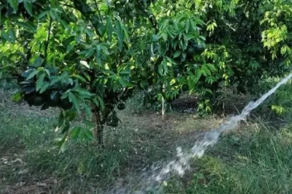 柑桔使用壮果肥的时间，在7-9月份施肥可提高产量