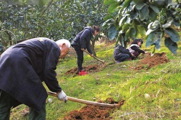 柑桔使用壮果肥的时间，在7-9月份施肥可提高产量
