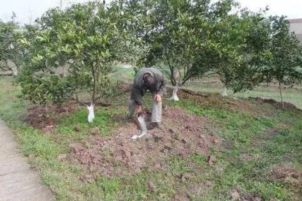 柑桔使用壮果肥的时间，在7-9月份施肥可提高产量