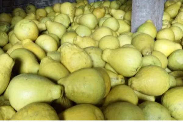 沙田柚有什么品种,主要分为容县沙田柚、梅州沙田柚等4个种类