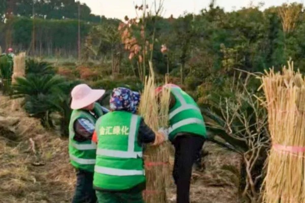 柑桔使用壮果肥的时间，在7-9月份施肥可提高产量