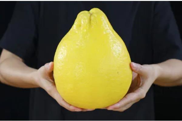 沙田柚有什么品种,主要分为容县沙田柚、梅州沙田柚等4个种类