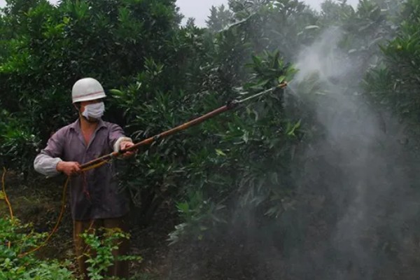 柑桔使用壮果肥的时间，在7-9月份施肥可提高产量