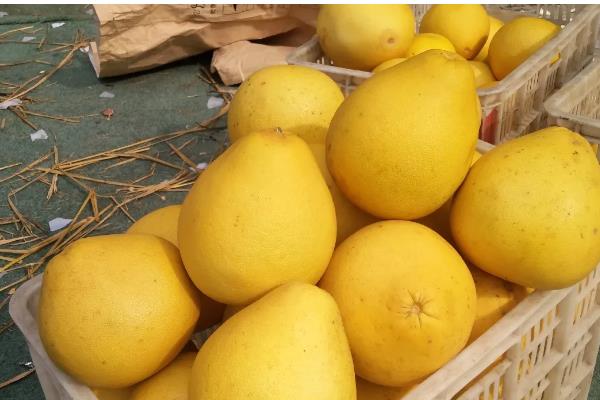 沙田柚有什么品种,主要分为容县沙田柚、梅州沙田柚等4个种类