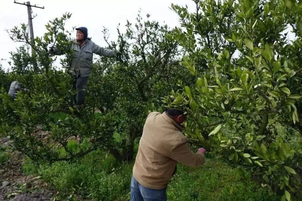 柑桔使用壮果肥的时间，在7-9月份施肥可提高产量