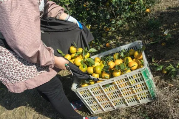 柑桔使用壮果肥的时间，在7-9月份施肥可提高产量