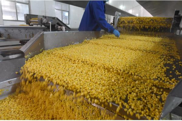 玉米可以加工成什么东西,可以加工成为玉米面、玉米粕等