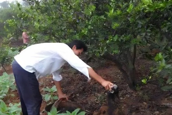 柑桔使用壮果肥的时间，在7-9月份施肥可提高产量