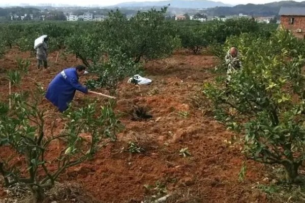 柑桔使用壮果肥的时间，在7-9月份施肥可提高产量