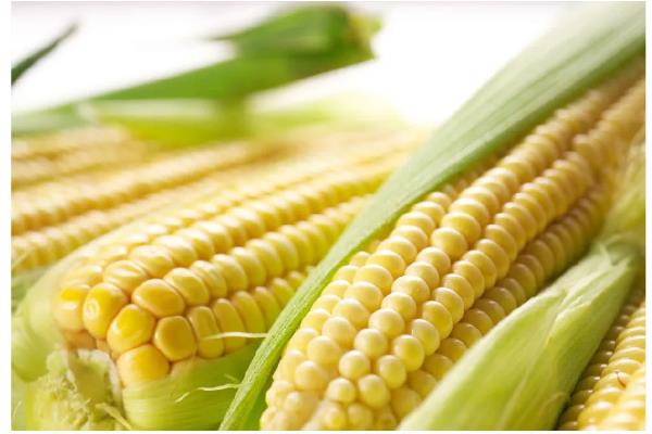 玉米可以加工成什么东西,可以加工成为玉米面、玉米粕等