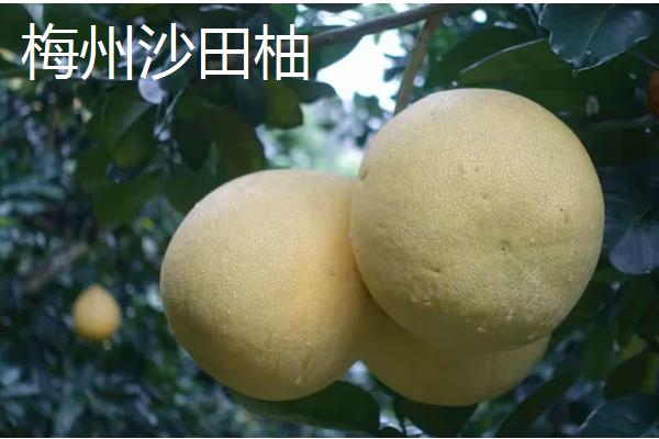 沙田柚有什么品种,主要分为容县沙田柚、梅州沙田柚等4个种类
