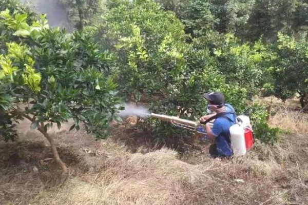 柑桔使用壮果肥的时间，在7-9月份施肥可提高产量