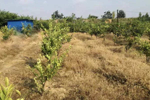 柑桔使用壮果肥的时间，在7-9月份施肥可提高产量