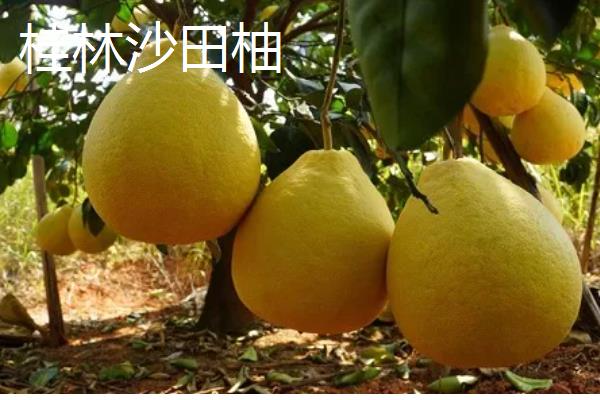 沙田柚有什么品种,主要分为容县沙田柚、梅州沙田柚等4个种类