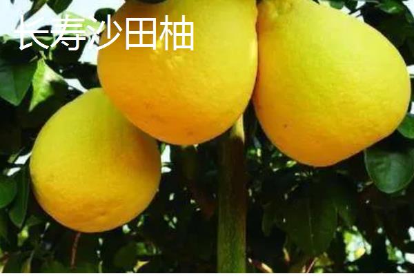 沙田柚有什么品种,主要分为容县沙田柚、梅州沙田柚等4个种类