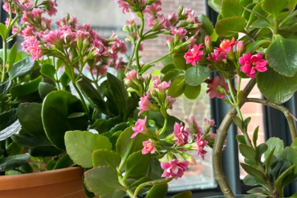 长寿花叶片软塌怎么办,缺少光照时每天至少让它晒光5小时