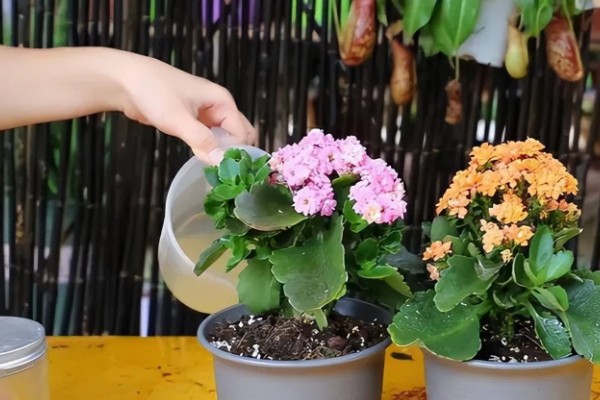 长寿花叶片软塌怎么办,缺少光照时每天至少让它晒光5小时