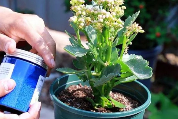 长寿花叶片软塌怎么办,缺少光照时每天至少让它晒光5小时