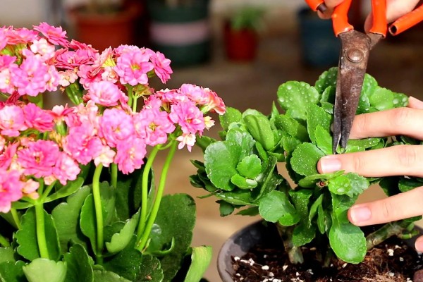 长寿花叶片软塌怎么办,缺少光照时每天至少让它晒光5小时