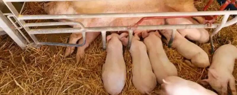 小猪吃奶拉稀怎么办，病毒细菌混感时可注射肠移健