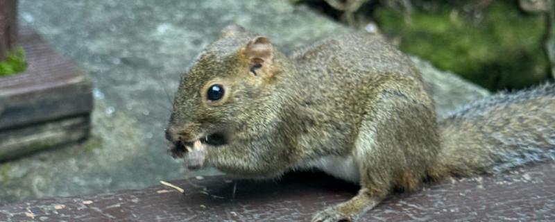松鼠有什么习性，主食松子、榛子等素食