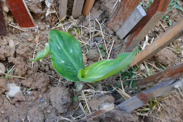 金脉美人蕉怎么繁殖,以播种、分株、分根茎为主