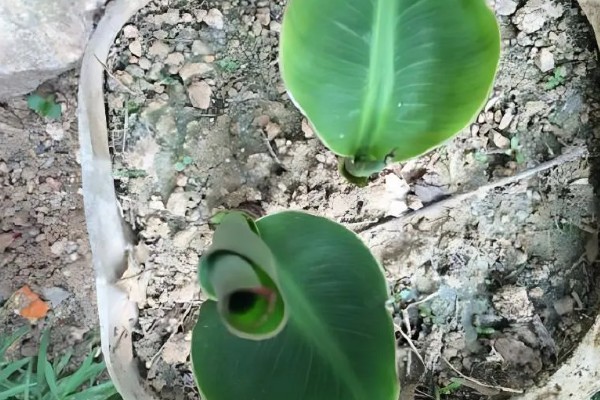 金脉美人蕉怎么繁殖,以播种、分株、分根茎为主