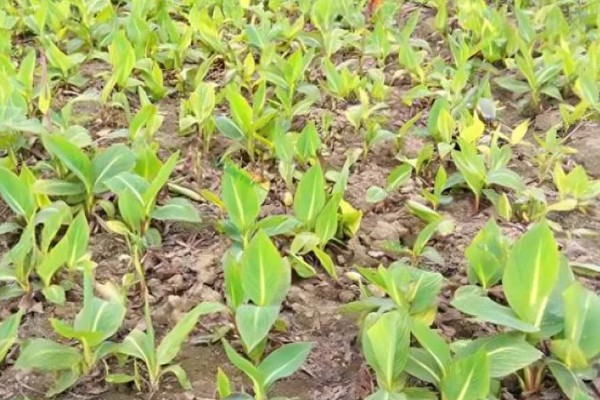 金脉美人蕉怎么繁殖,以播种、分株、分根茎为主