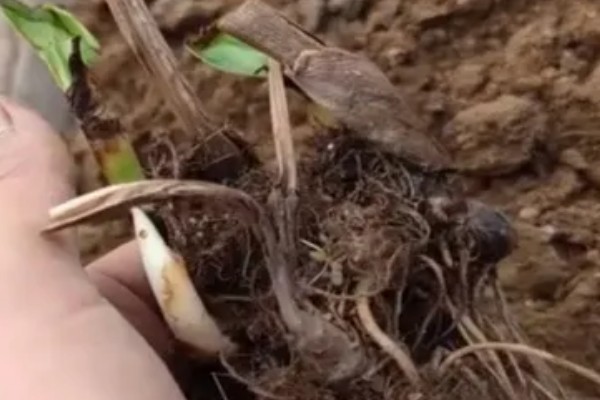 金脉美人蕉怎么繁殖,以播种、分株、分根茎为主