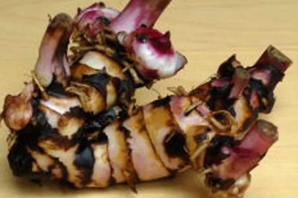 金脉美人蕉怎么繁殖,以播种、分株、分根茎为主