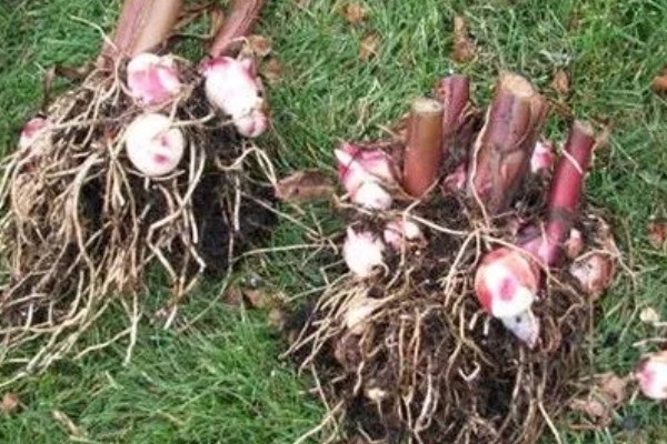 金脉美人蕉怎么繁殖,以播种、分株、分根茎为主