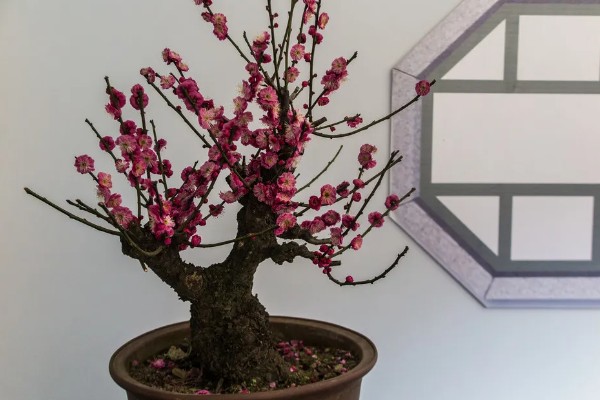 梅花的养殖要点,合理的浇水以及施肥必须掌握