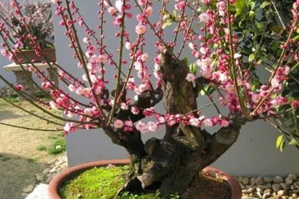 梅花的养殖要点,合理的浇水以及施肥必须掌握