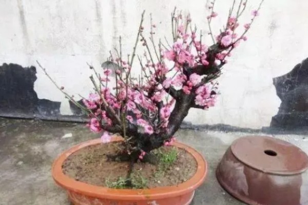 梅花的养殖要点,合理的浇水以及施肥必须掌握